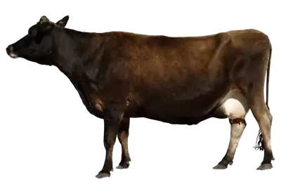 Brown cow from side View