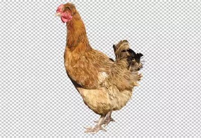 Majestic rooster standing looking at camera surrounded by nature PNG