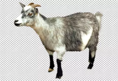 Goat with horns transparent backgroud 