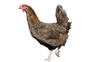 Running Chicken