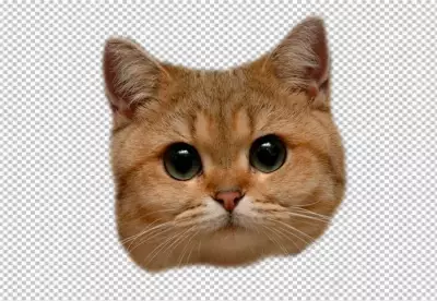 Black cat vectors illustration on a transparent background