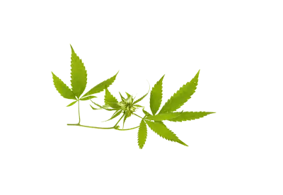 ollection of botanical cannabis leaves and seeds transparent background isolate 