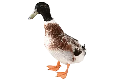 Colourful Duck from front View 