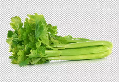 Fresh celery isolated on white background Clipping path included transparent background 