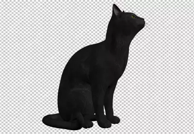 Cat transparent background and this cat look at sky
