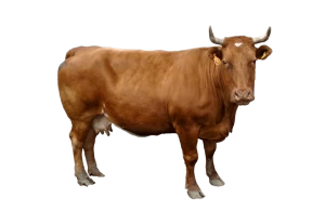 Cows standing on transparent background