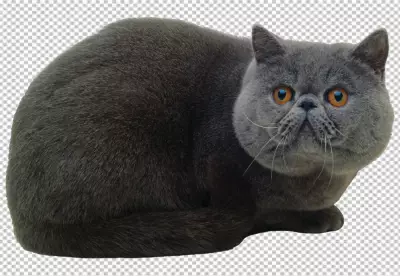 A black cat with transparent  background