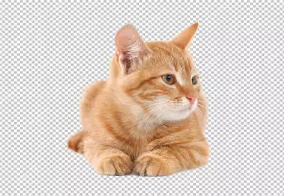 Cute Red Kittens download PNG Background Red Kittens, Red Kittens png