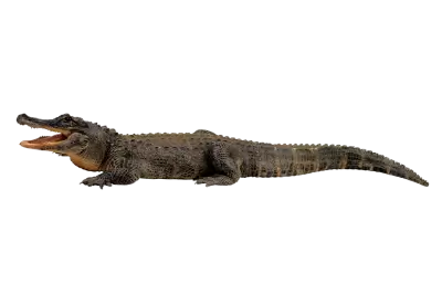 Crocodile from side lying on ground