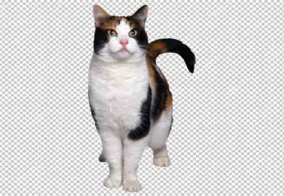 Maine coon kitten in front of transparent background