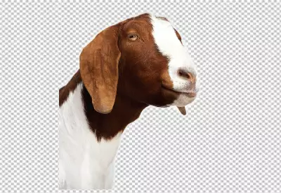 Portrait of a goat in the transparent background 