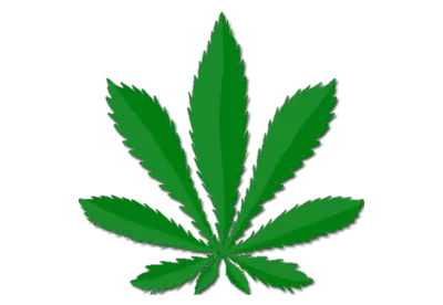 Green hemp on a transparent background isolate 