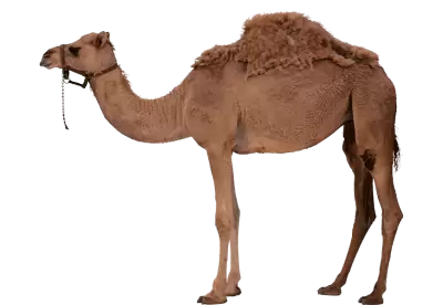 Brown color Camel looking right side view