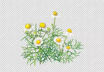 Isolated white and orange daisy with petals