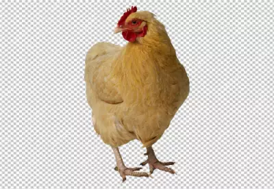 Close up on beautiful chicken PNG