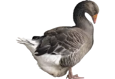 The egg is in the duck's stomach and it is standing and drowsing | Domestic adult goose bird on an isolated 