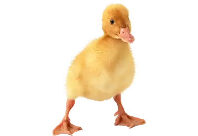 cute little duckling | The duckling has just learned to walk