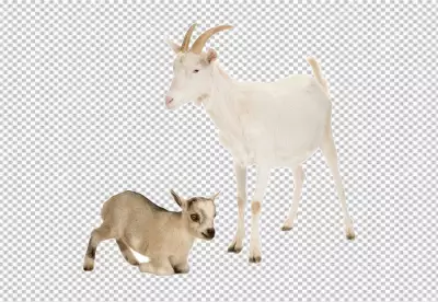 Photorealistic goat in nature transparent background 