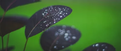 looking up at a leaf is dark purple in color and has a smooth, shiny surface