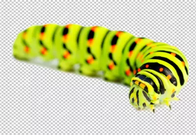 Green caterpillar with black and orange stripes