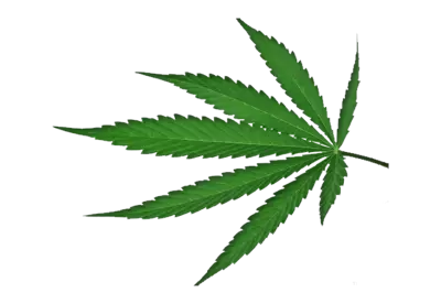 Botanical cannabis transparent background isolate 