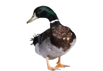 Duck looking to back side From Front View