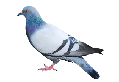 Bangladeshi normal Pigeon