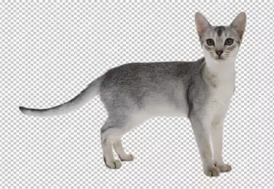 Grey British Shorthair sitting, 7 weeks old, isolated 