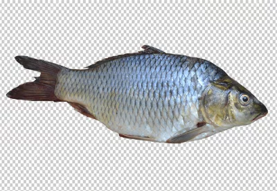 Fish is a dark gray color, with a white belly