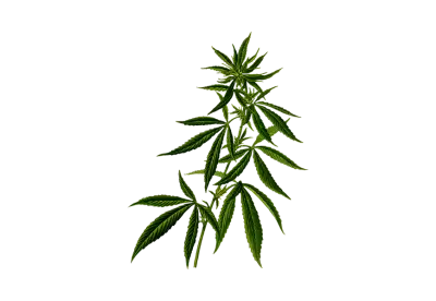cannabis leaf  transparent background