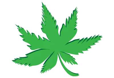 Vertical Cannabis leafs transparent background