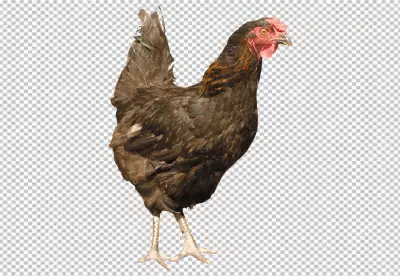 Photorealistic view of rooster with beak and feathers 
