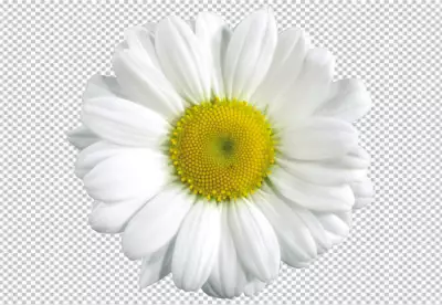 Daisy element in PNG format with transparent background