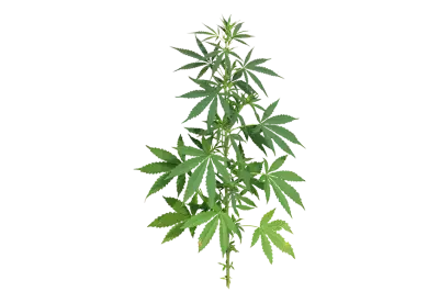 resh and vibrant green marijuana leaves  transparent background