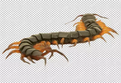 Image of centipedes or chilopoda isolated. Animal