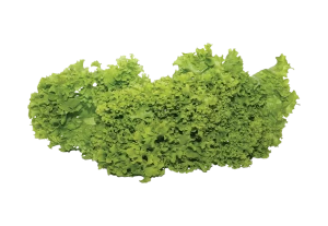 So many Leaf Of Green Cabbage Isolated On Alpha Layer