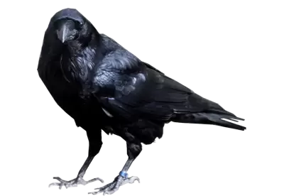 Crow looking into camera