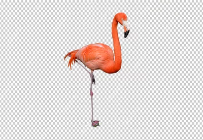 flamingo is standing on one leg in a graceful pose