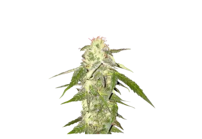 marijuana plant leaves with vibrant green colors