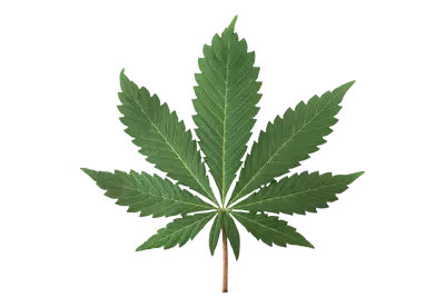 Green fresh cannabis leaves isolated png