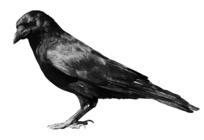 crow from side View | Also crow sleep