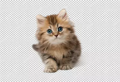 Cat isolated on transparent background | cute cat