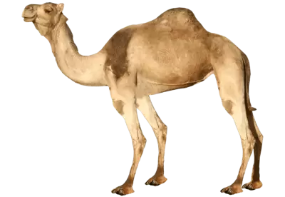 Camel from side View