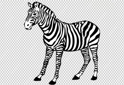 Zebra was standing right side view