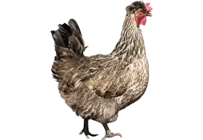 A brown hen of the African jungle looks up angrily