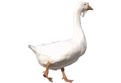 white adult Goose
