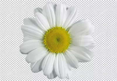 Realistic spring chamomile, daisy flowers