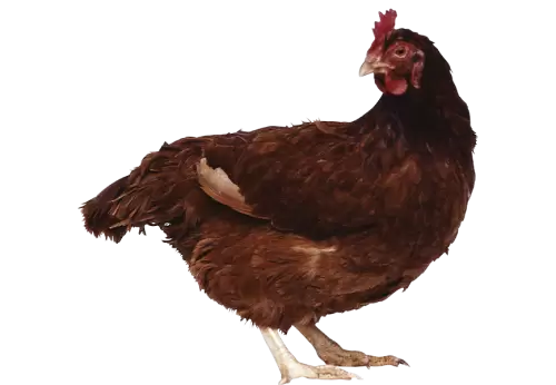  Isolated Brown chicken looking some wear