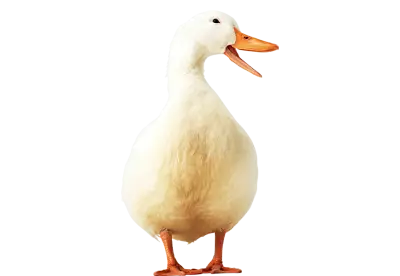 White And yellow Duck