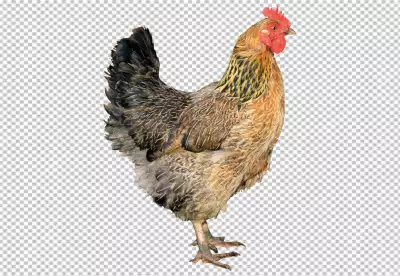 Hen on transparent background